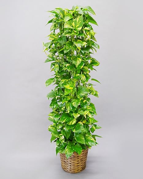 Amazon 胡蝶蘭ビズ 観葉植物 ポトス10号 Sp Po 10 観葉植物 オンライン通販