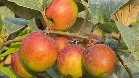 Bahan Traders Exclusive Live Sweet Jujube fruit Ball Sundari apple ber Plant with polybag Suitable For Bonsai