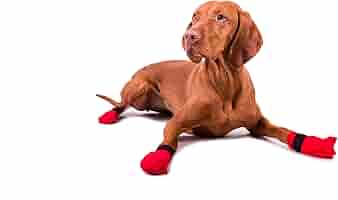 sled dog foot protection