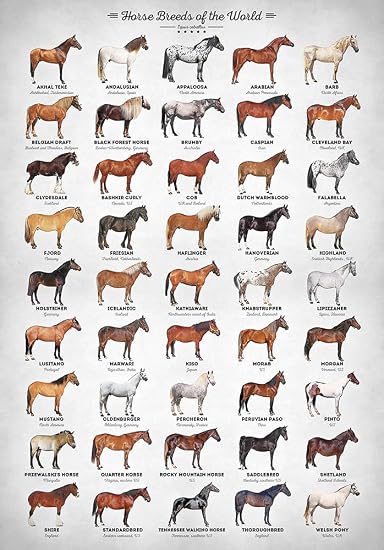 Amazon.de: Zapista Pferderassen der Welt Collage Poster Pferde ...