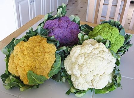 Golden Hills Farm Vegetable Seeds Non Hybrid Cauliflower (Mixed) Seeds - Cauliflower 500 seeds