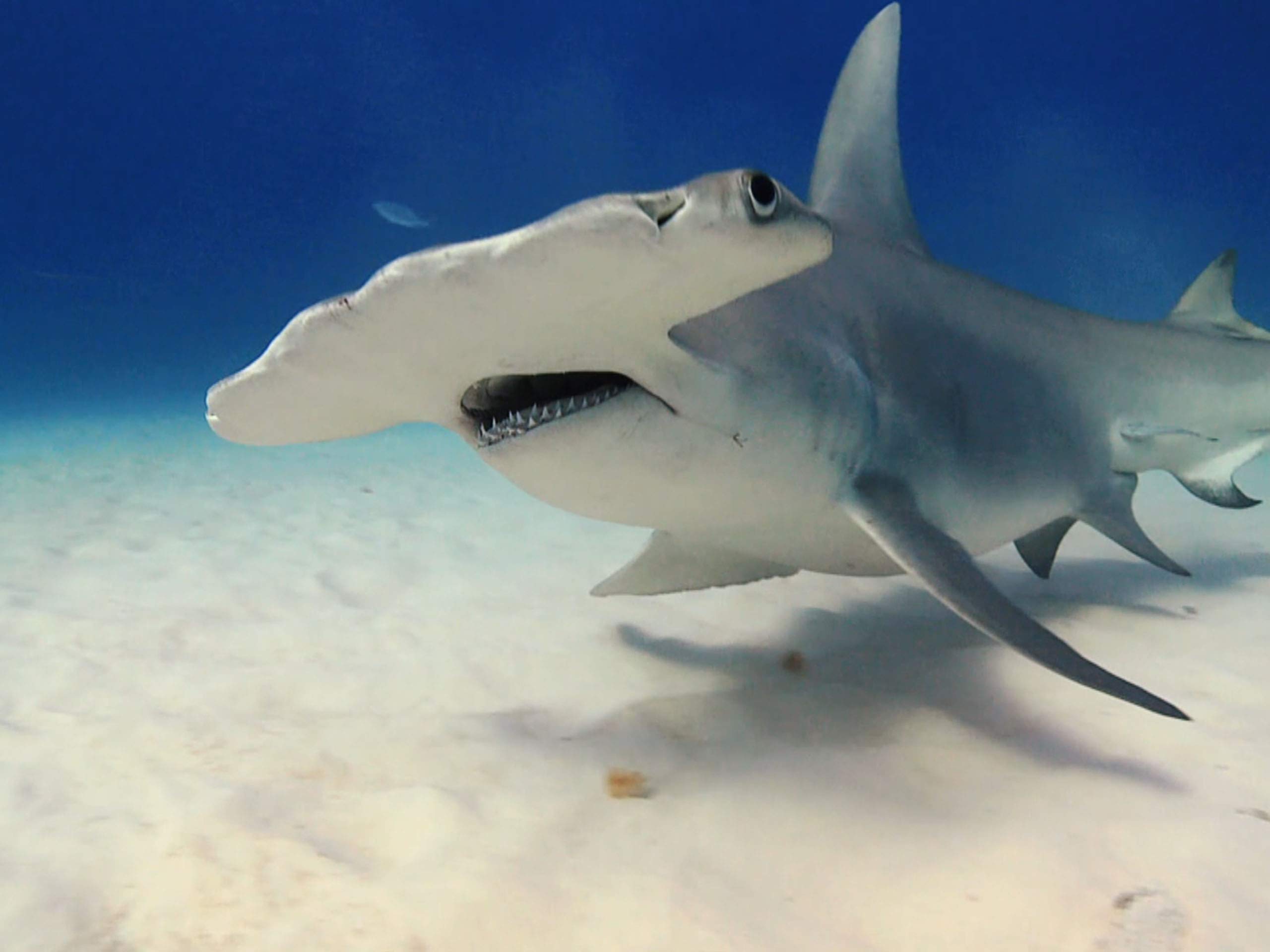 Watch Ninja Sharks - Kids Edition - Season 1 | Prime Video