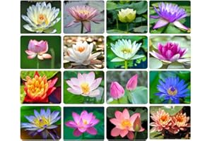 30PCS Bowl Lotus Seeds Bonsai Lotus Seeds for Planting Water Lily Flower Aquatic Plants Seeds Pond Plants Non GMO Home Garden