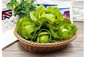 Zzooi Artificial Fake Blossomy Cabbage Simulated Full Blown Cabbage Ball 1PCS
