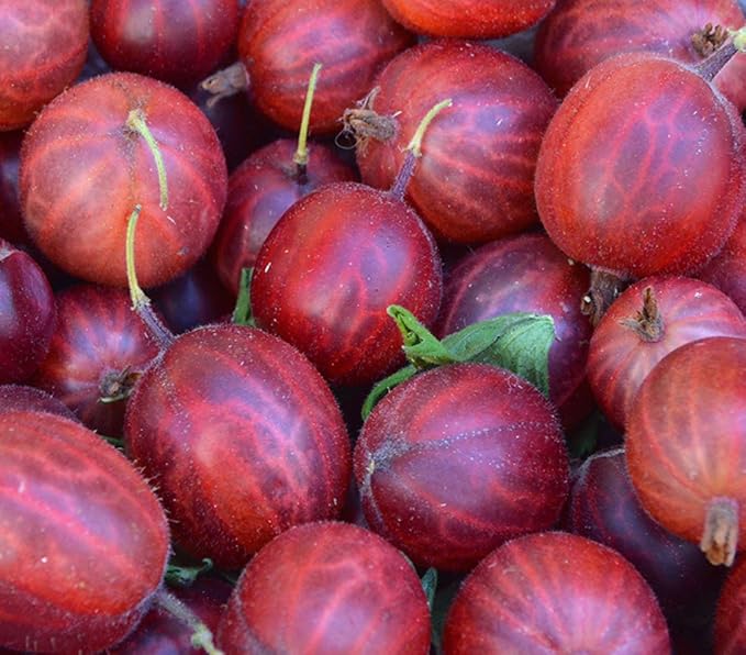 Dehner Stachelbeere'Hinnomaeki', Hochstamm mit roten Früchten, ca. 90-110 cm, Beerenobst  