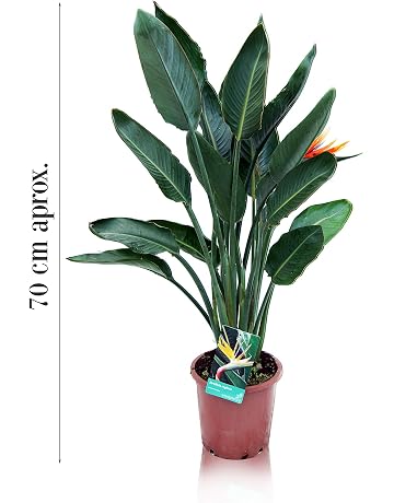 Frutales | Amazon.es