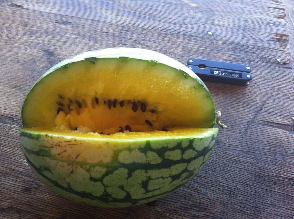 15 seeeds of Watermelon Baby Doll Yellow Melon Seeds