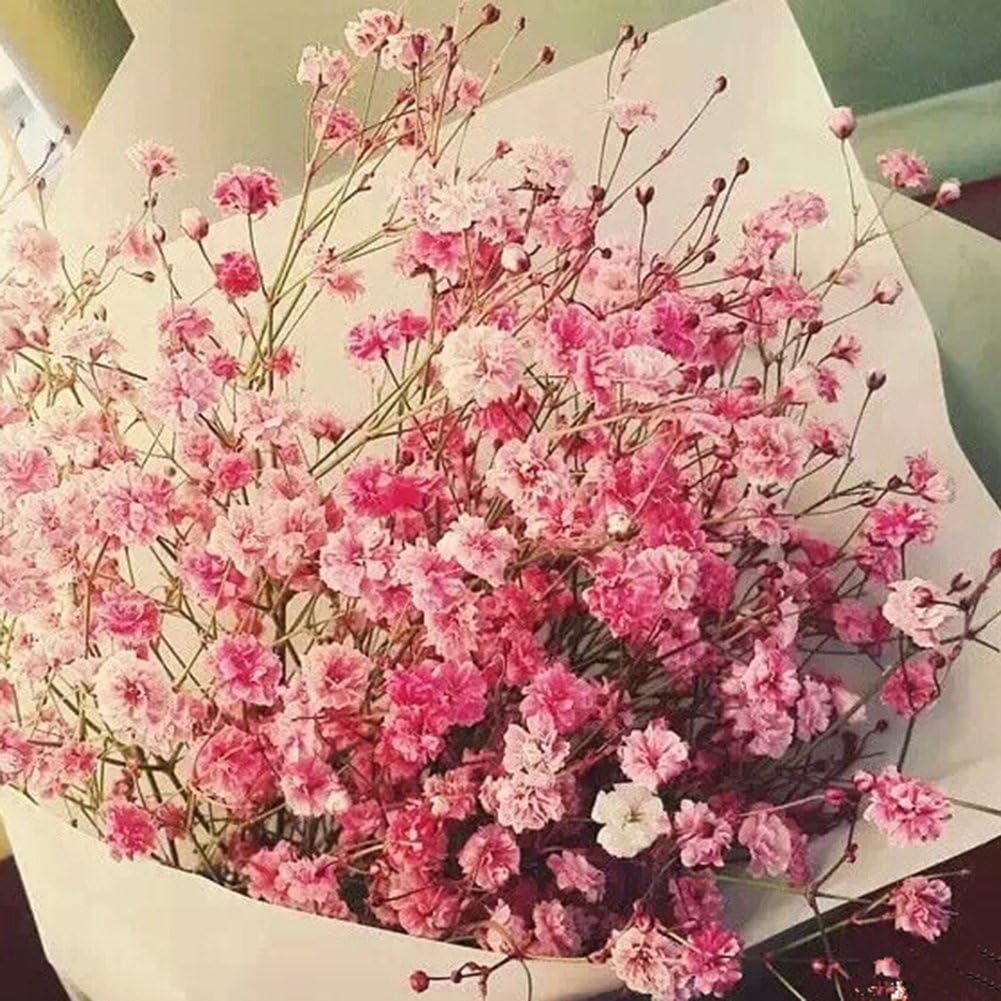 GwUzsfu Indoor Outdoor Balcony Courtyard Flowers Plant Seeds 30Pcs Colorful Baby's Breath Gypsophila Seeds Flower Plant Home Garden Plant Gift- Pink