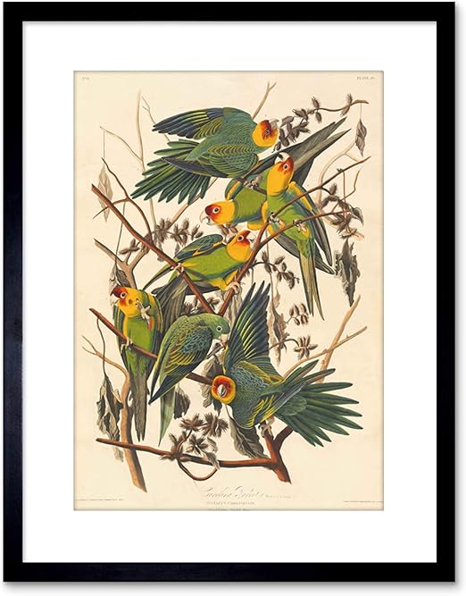 audubon carolina parakeet