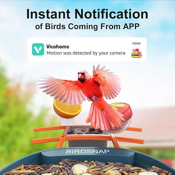 BIRDSNAP® PAV- SMART BIRD FEEDER WITH CAMERA SOLAR POWERED, 64GB CARD & 2K HD RECORD VIDEO BIRD CAMERA LIVE WITH 5 DIY ADD-ONS, AI IDENTIFY AUTO CAPTURE, IDEAL GIFT FOR BIRDS LOVER