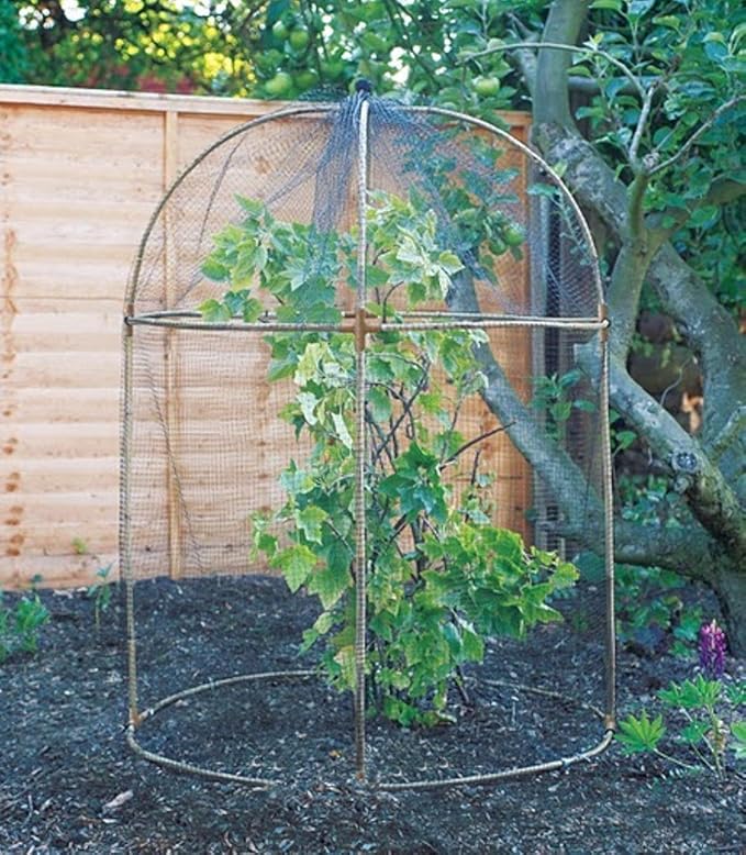 Natural Bamboo Round Fruit Cage Amazon.co.uk Garden & Outdoors