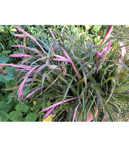 Amazon.com : Whitfield Nursery Live Bromeliad Queens Tears Friendship Plant  - Billbergia Nutans - Bare Root Rhizome - BOGO : Patio, Lawn & Garden