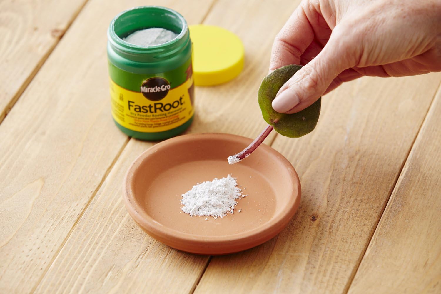 Miracle-Gro FastRoot1 Dry Powder Rooting Hormone 1.25 oz., Houseplant and Succulent Propagation, for Rooting House, Foliage, Tropical, and Hardy Ornamental Plants : Root Tone : Garden & Outdoor