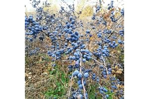 Blackthorn Seeds for Planting (Prunus spinosa) - 10 Fresh Seeds for Germination - Hardy Hedging & Wildlife Shrub