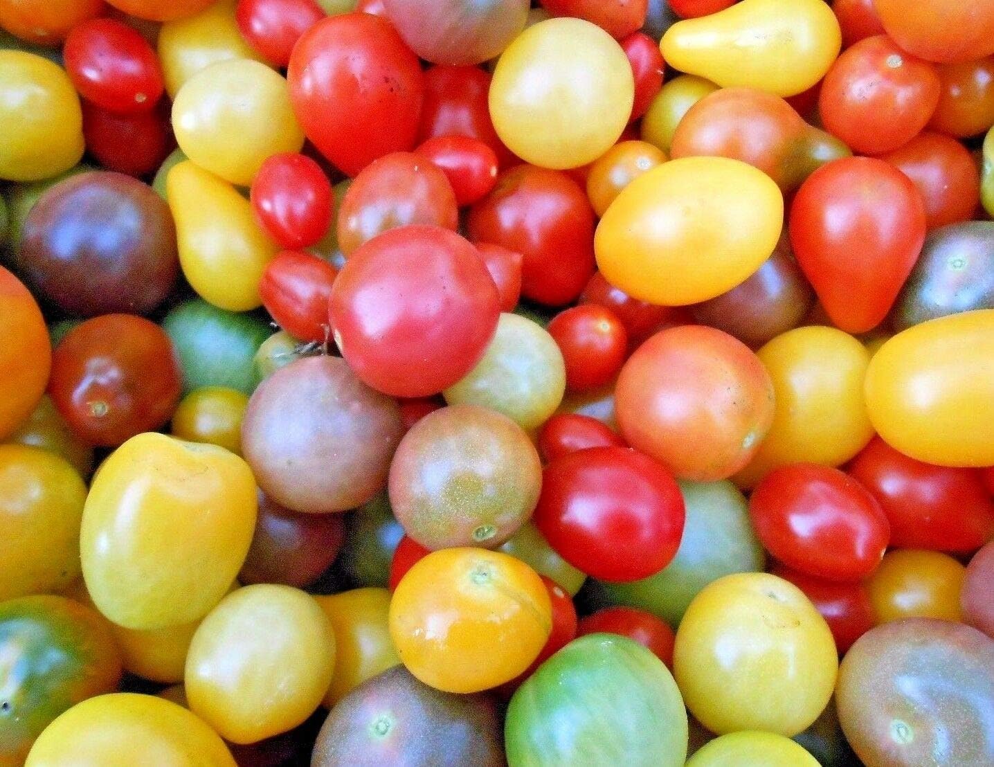 50 Rainbow Cherry Tomato Seeds #SE03