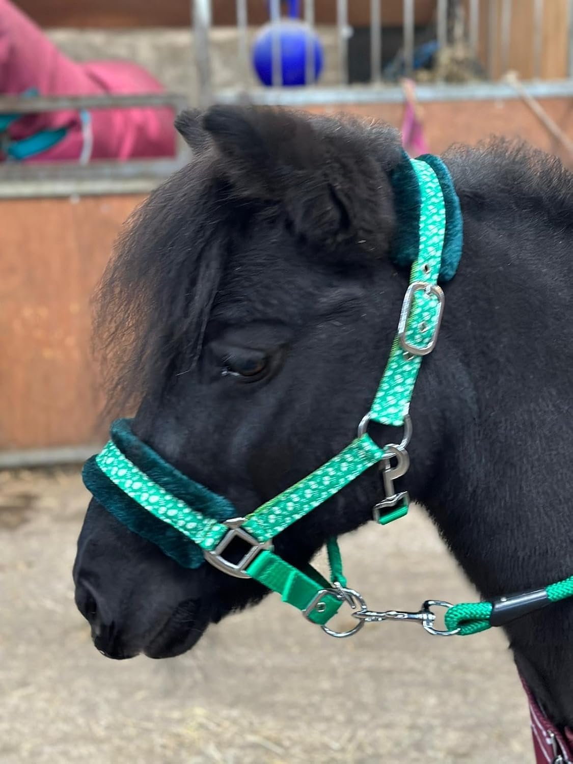 Headcollar Lead Rope Set with Christmas Ho-Ho Print Green Full-Mini Shetland (Cob)
