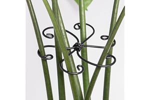 Yohsnor Monstera Plant Support Hook - 4.1x4.1IN 5PCS, Durable Adjustable Stem Support System, Gentle Protection for Monstera and Fishbone Cactus, Professional Indoor Plant Stabilizer