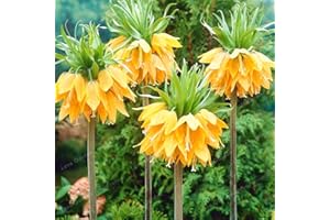 Crown Imperial Seed Wang Fritillaria Seed Home Rare Plant Seed Garden Ground Cover Plant Easy to Grow 30 PCS - (Color: Mix) :