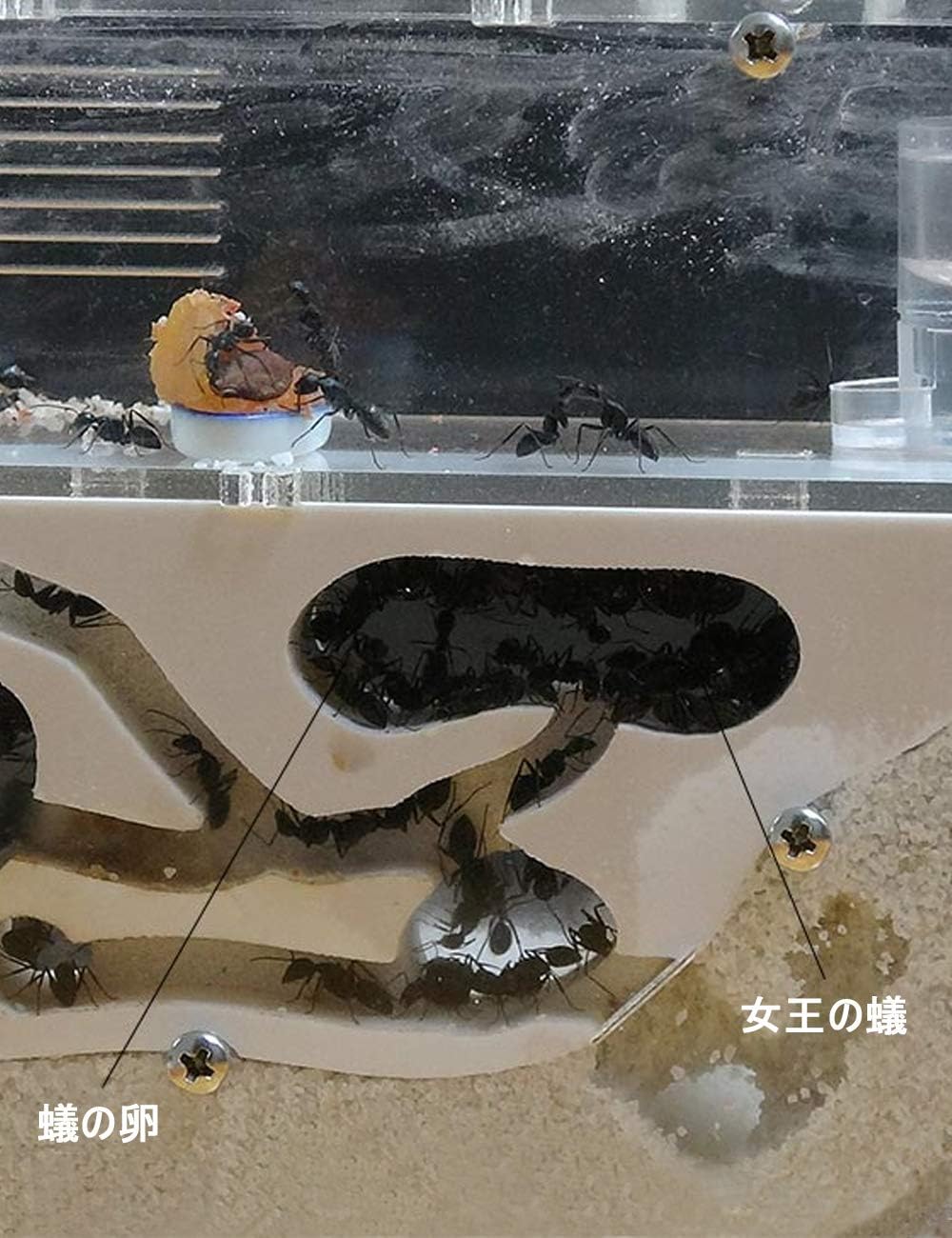 Amazon Yiteng アリの巣 蟻用飼育ケース観察 自由研究 アリ飼育キット アクリルシート 砂付き アリの巣観察 爬虫類飼育ケース 昆虫 長方形 Yiteng 飼育ケース アクセサリー 通販