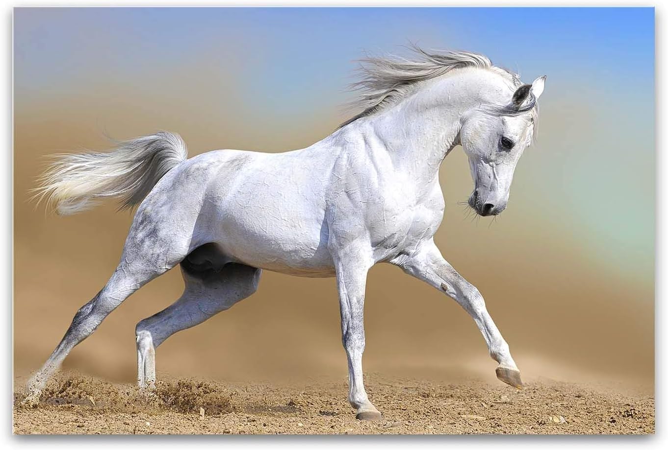 Glass Wall Art Acrylic Decor Arabian Horse 5 Stars Gift Startonight 60 x 90 cm