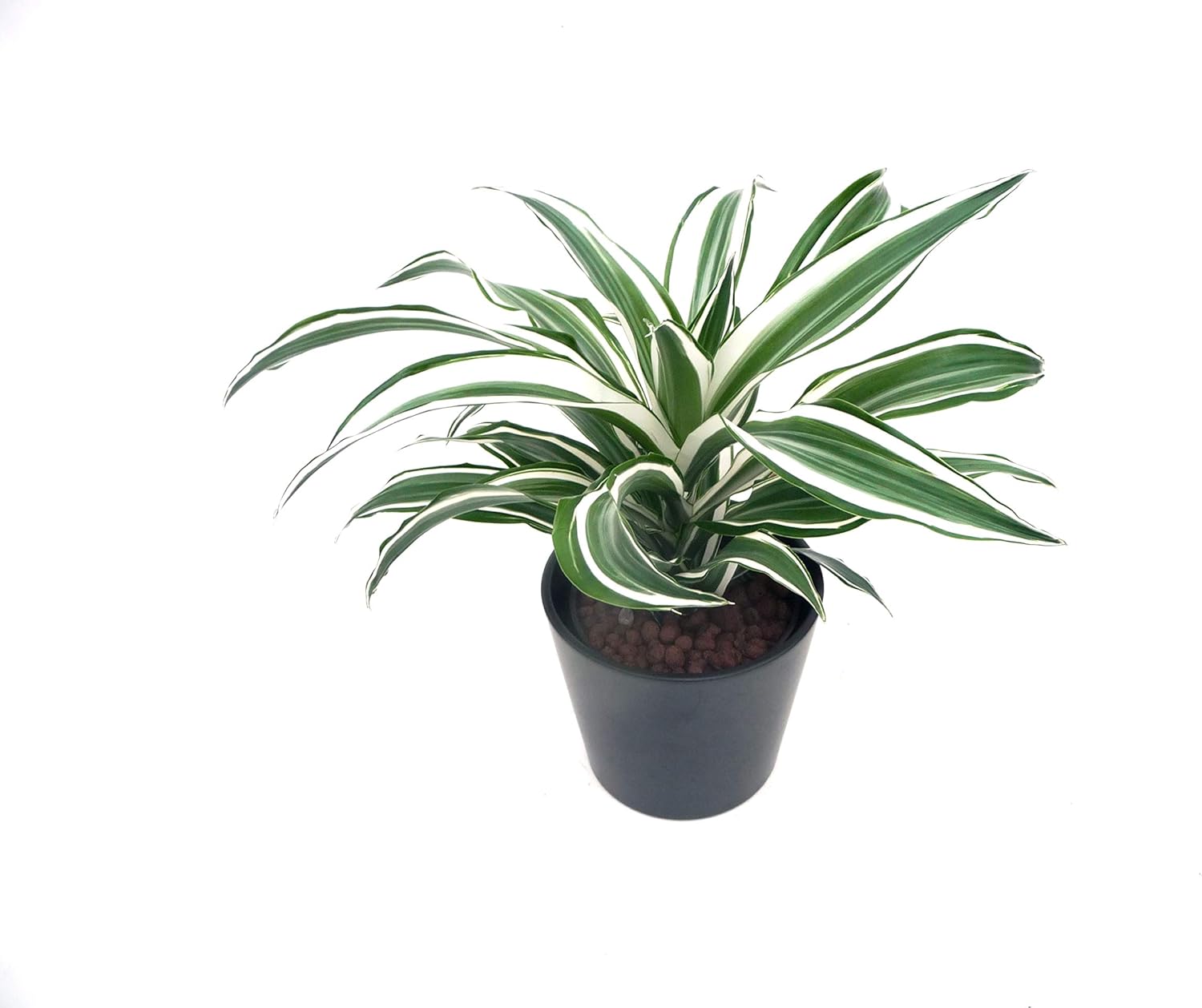 drachenbaum hydrokultur