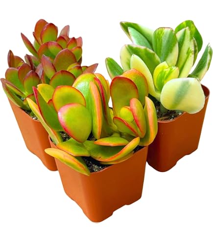 bluzen succulent stone diffuser The Stone Diffuser  BASIUM