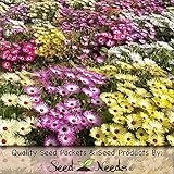 2,500 Seeds, Ice Plant 