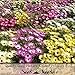 Package of 2,500 Seeds, Annual Mixed Ice Plant (Dorotheanthus bellidiformis) Non-GMO Seeds By Seed Needs