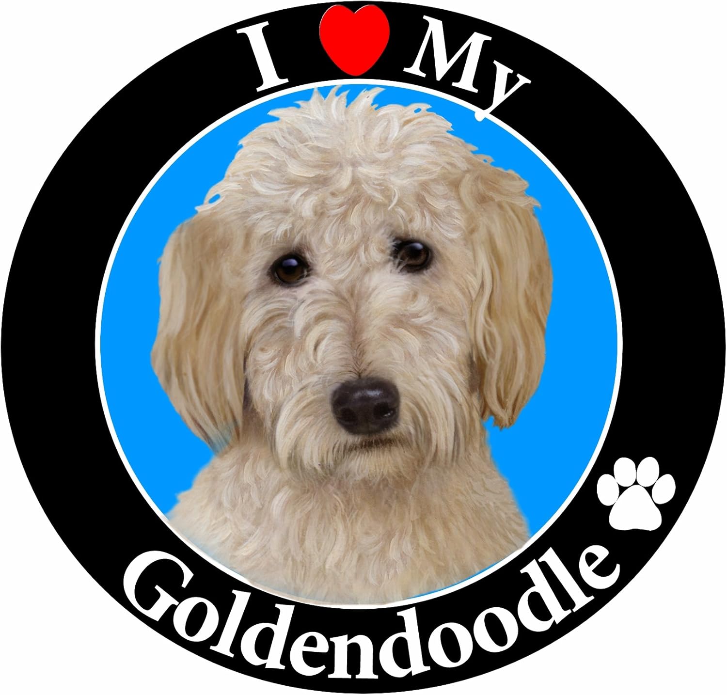 my goldendoodle