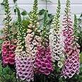 8,000 Foxglove Mix Seeds (Digitalis Purpurea) - by Seeds2Go