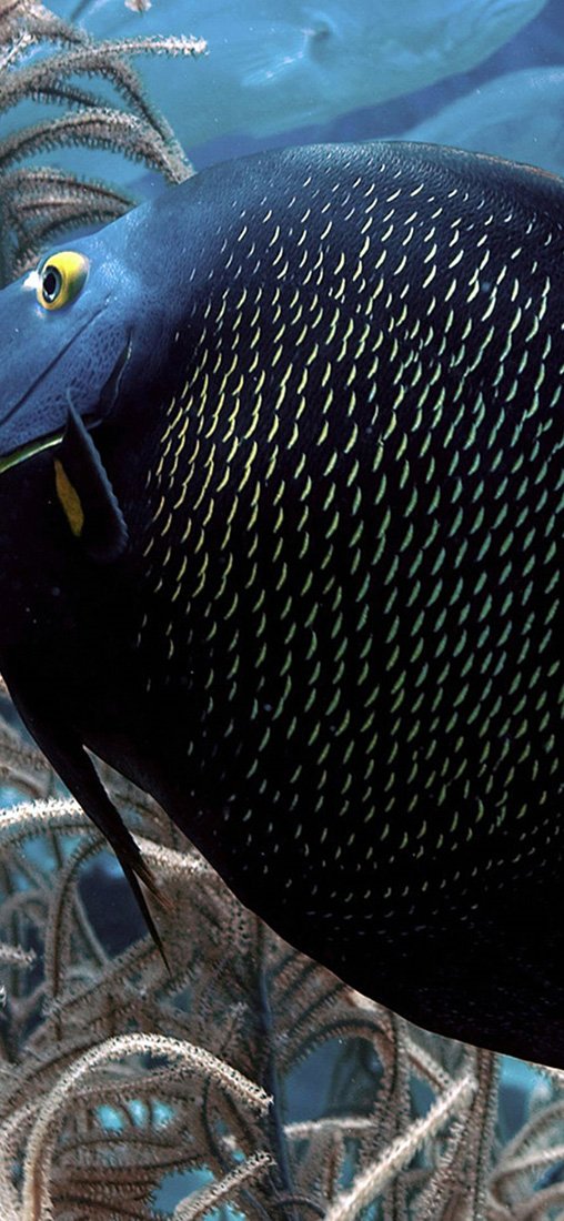 PeelitStickit Underwater, Undersea Wall Murals, ID-047, vinyl