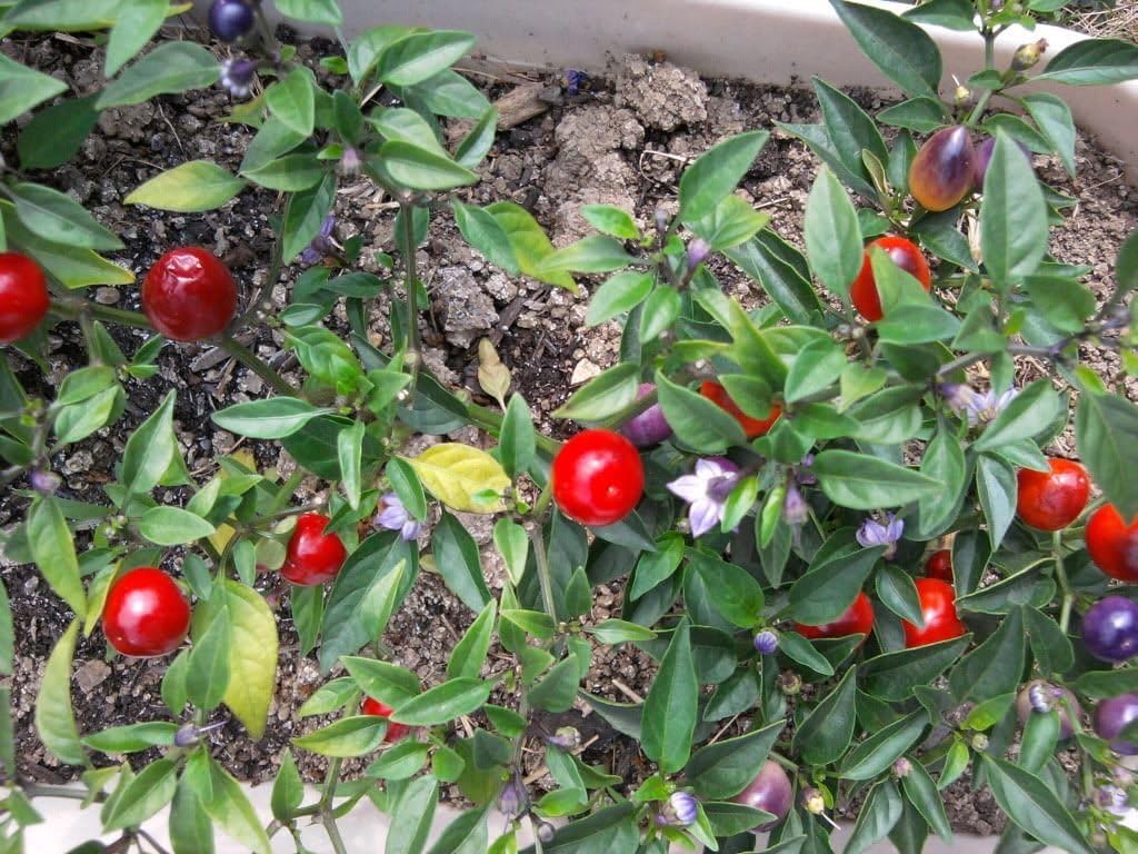 20 FILIUS Blue Pepper Capiscum Annuum Christmas Pepper Vegetable Seeds