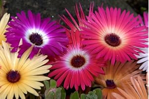 1430 Seeds ICE Plant Mesembryanthemum Livingstone Daisy * Buy 15-S Free