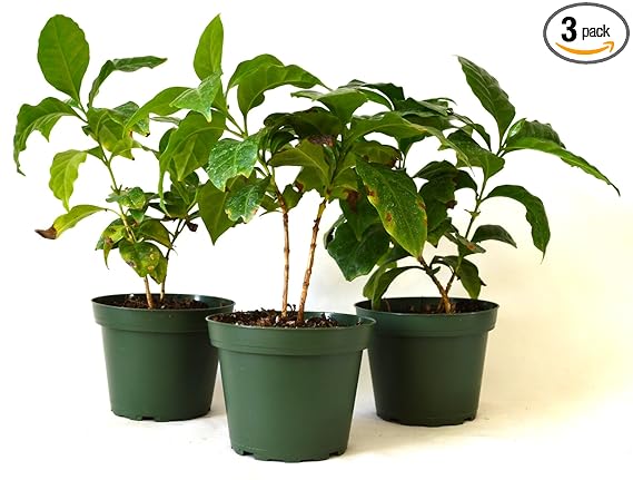 Amazon Com 9greenbox Arabica Coffee Plant Pot Set 3 Inch X 4