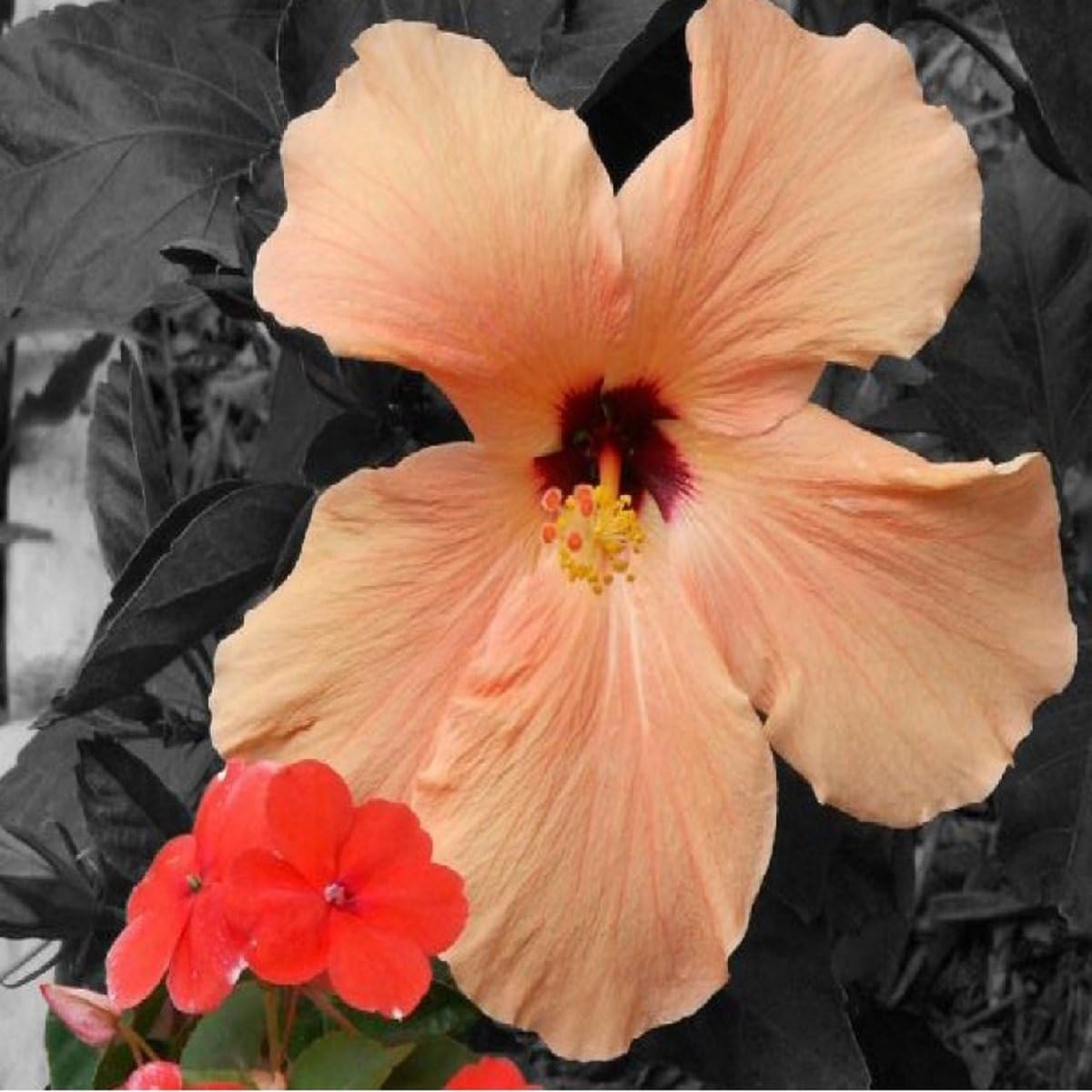 White Peach & Hibiscus Fragrance Oil (4 oz Bottle) for Candle Making, Soap Making, Tart Making, Room Sprays, Lotions, Car Fresheners, Slime, Bath Bombs, Warmers…