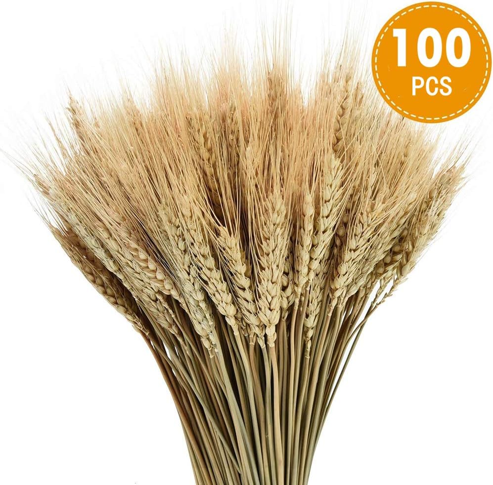 PTVwire Dried Wheat Stalks, 100 PCS Natural Dry Wheat Decor for Wedding
