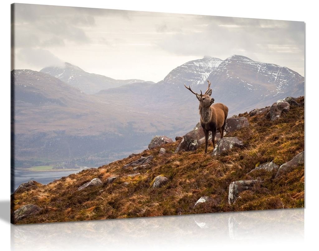 Wild Stag Scottish Highlands Canvas Wall Art Picture Print (24X16