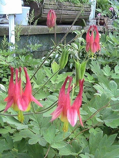 Amazon Co Jp のカナダのコロンバイン花の種子シェードの花 ホーム キッチン