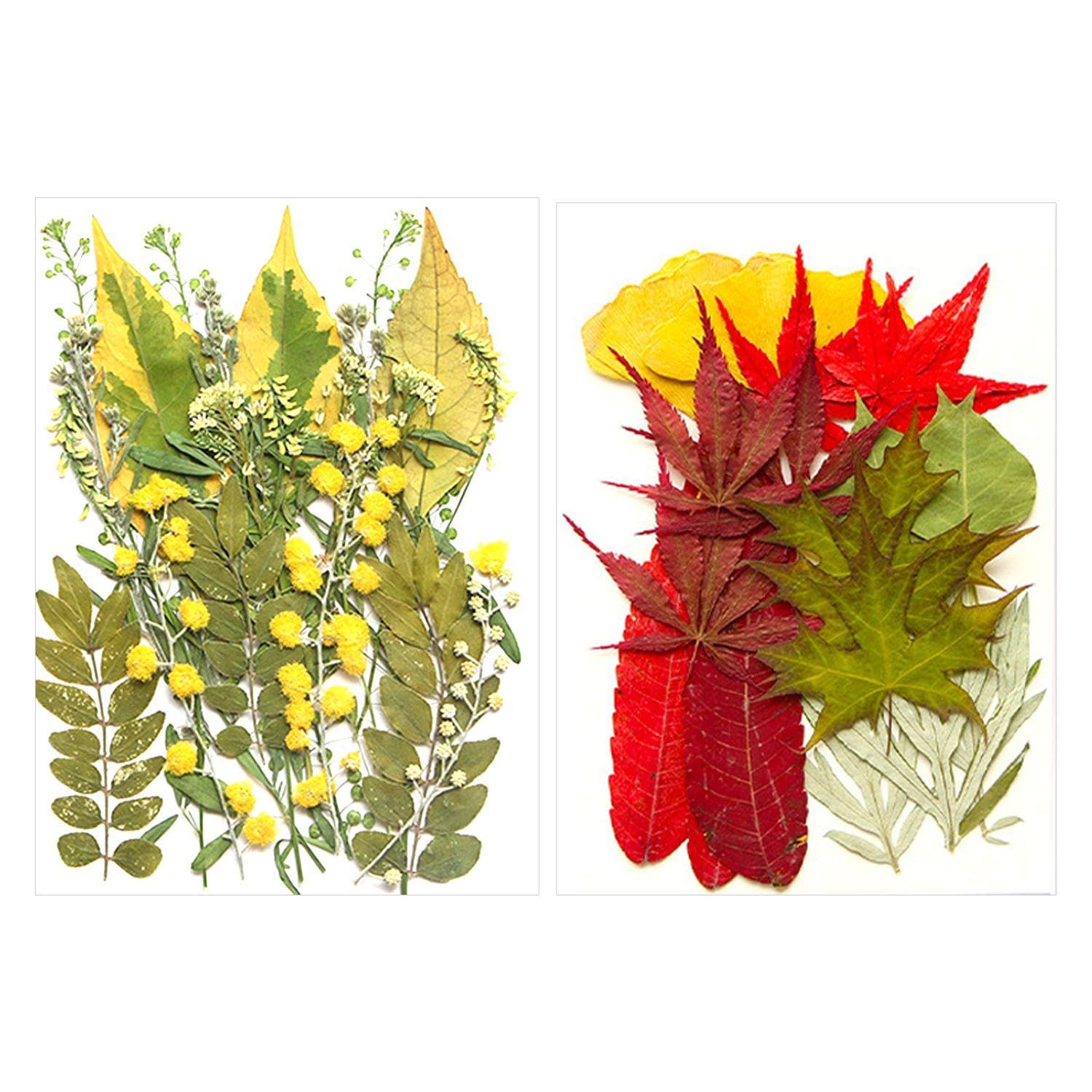VEHYEGOI 42 Pieces Of Dried Flower Embossing, Plant Specimens, Diy Handicraft Materials, Can Be Used To Decorate Soaps, Candles, Ornaments, Photo Frames