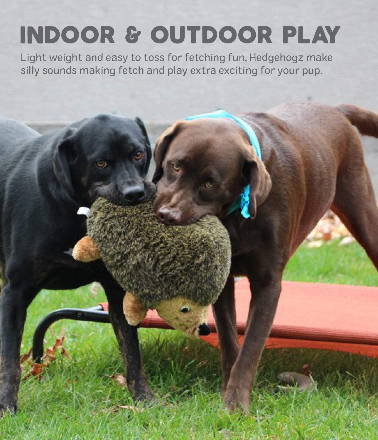 Pet Supplies : Pet Squeak Toys : Outward Hound Kyjen Hedgehogz Squeak Toy for Dogs : 