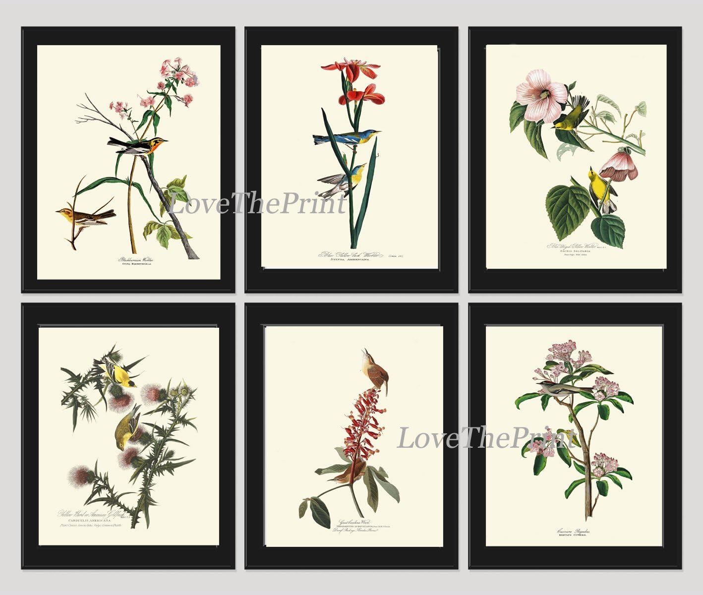 Bird Wall Art Print Set of 6 Beautiful Vintage James Audubon Blackburnian and Blue Yellow Winged Warbler American Goldfinch Great Carolina Wren Kinglet Flowers Home Wall Room Decor Unframed