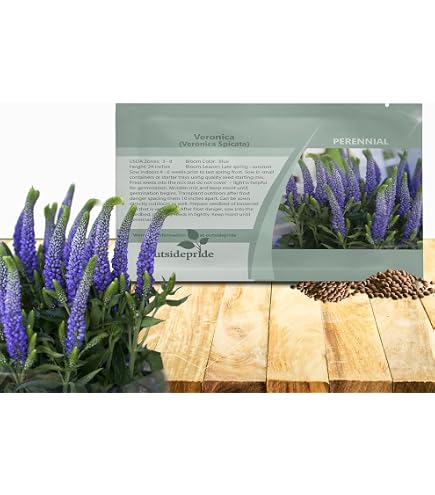 100 Purple Veronica Seeds, Speedwell Royal Candle, Perennial Flower, Toadstool Seeds