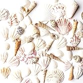 Super Z Outlet Sea Shells Mixed Beach Seashells - Various Sizes up to 2" Shells -Bag of Approx. 50 Seashells