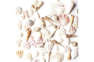 Super Z Outlet Sea Shells Mixed Beach Seashells - Various Sizes up to 2" Shells -Bag of Approx. 50 Seashells