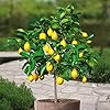 Lemon tree Standard - 1 tree