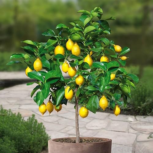 Lime Tree (Citrus latifolia) Tahiti Lime Amazon.co.uk Garden & Outdoors