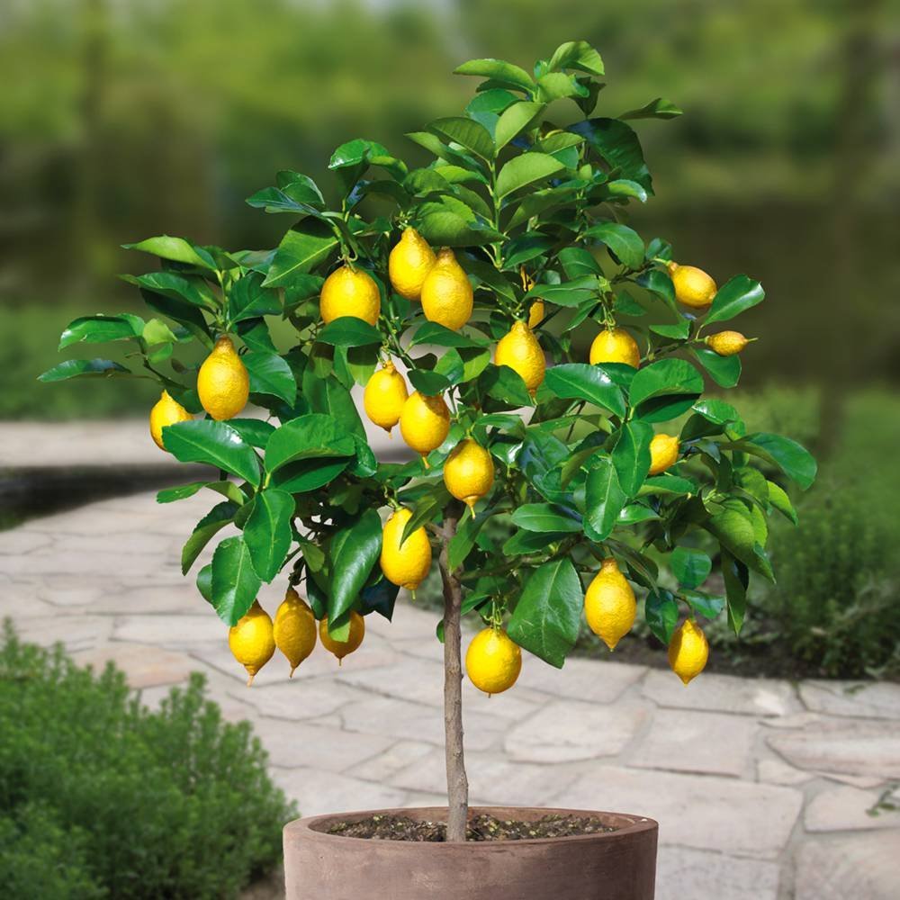 Lemon tree Standard 1 tree Buy Online in Sweden at sweden.desertcart