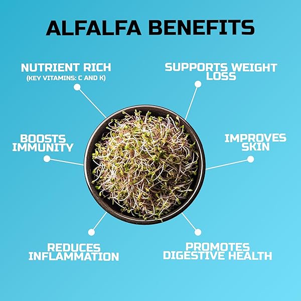 ALFALFA SPROUTING SEED | NON GMO | GROWN IN USA | FROM OUR FARM TO YOUR DOOR (1 POUND (16OZ))