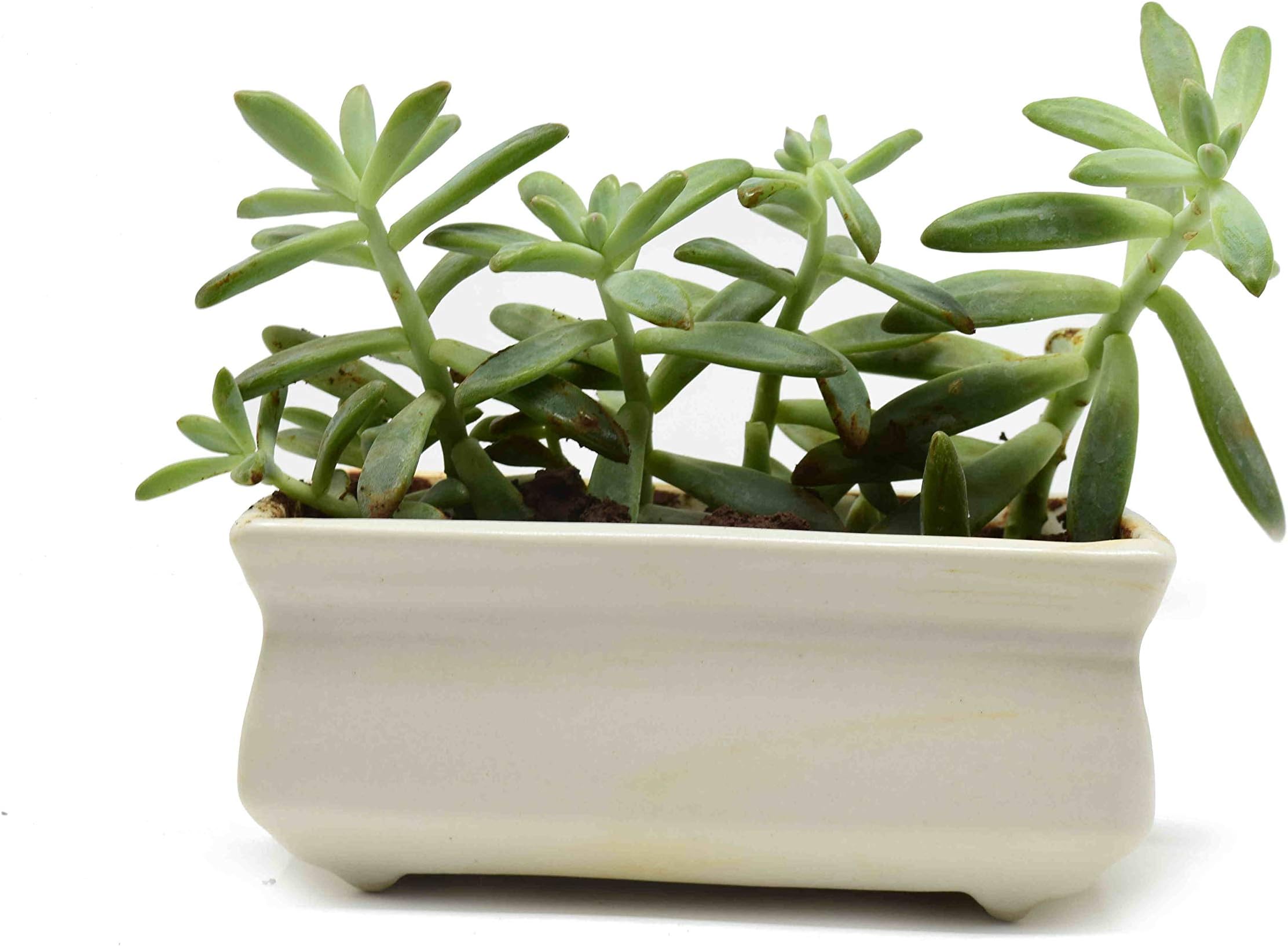 The Himalayan Goods Company - Rectangular Stoneware Ceramic Bonsai Succulent Indoor Outdoor Planter Plant Pot Container 6X 4 x 2.5 inches (White)
