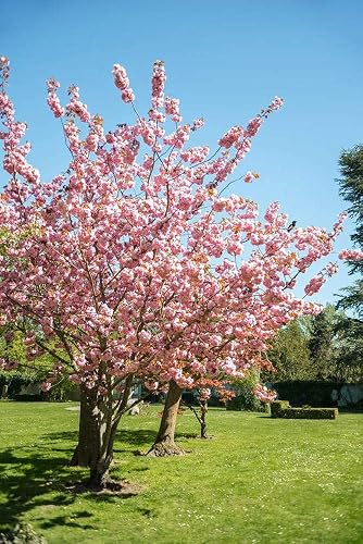 5 Seeds Japanese Weeping Sakura Cherry Blossom Flower Tree Seeds Cold Hardy 5 Seeds Japanese Weeping Sakura Cherry Blossom Flower Tree Seeds Cold Hardy